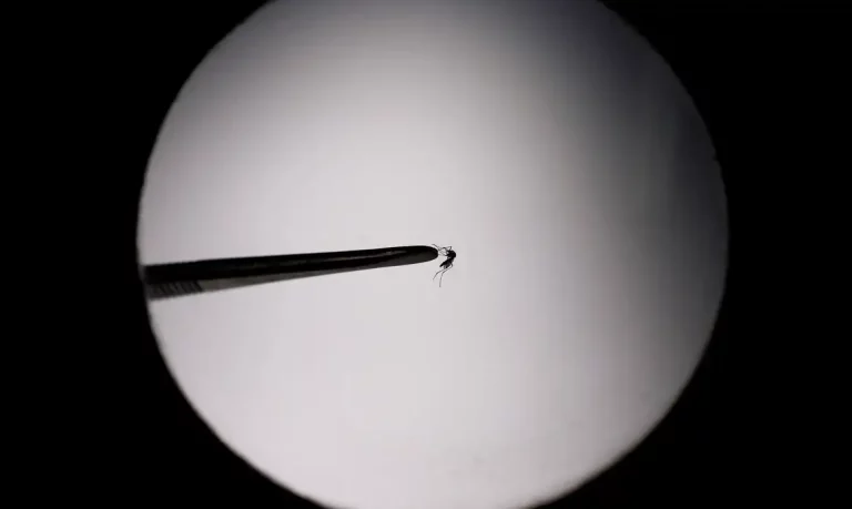 2023 10 06t141346z 1 lynxmpej950lb rtroptp 4 health dengue argentina