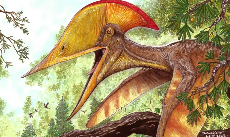 meilifeilong youhao por maurilio oliveira 5