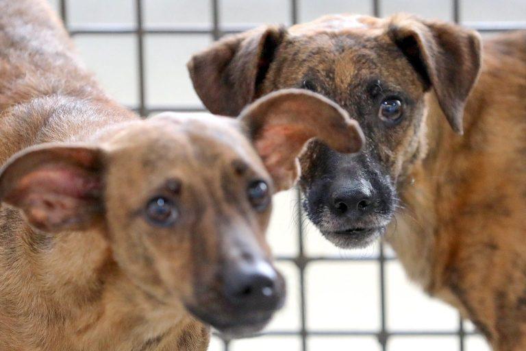 26.3. Castracao. Foto Paulo H. Carvalho Agencia Saude 1536x1023 1