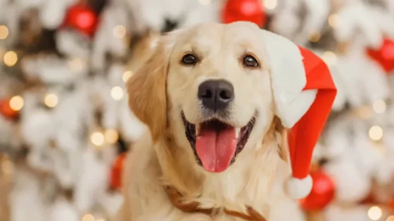 natal pets 3 696x392 1