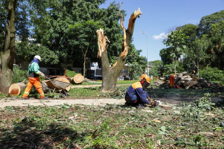 poda de arvores 2 696x464 1
