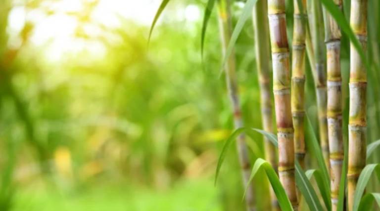 Goiás bate recorde na produção de cana-de-açúcar na safra 2024/25