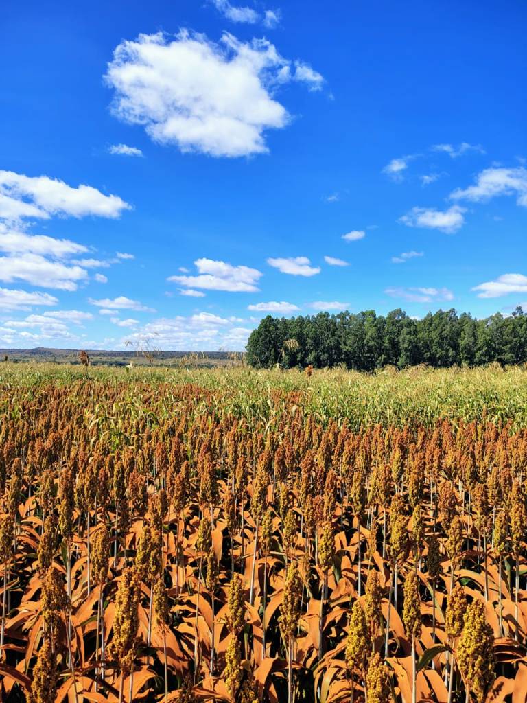 GDF dá início à venda direta de imóveis rurais na AgroBrasília
