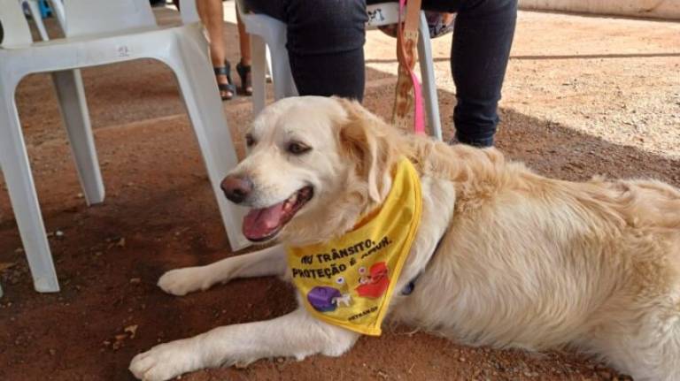 Detran-DF promove ação educativa sobre transporte seguro de animais em Águas Claras