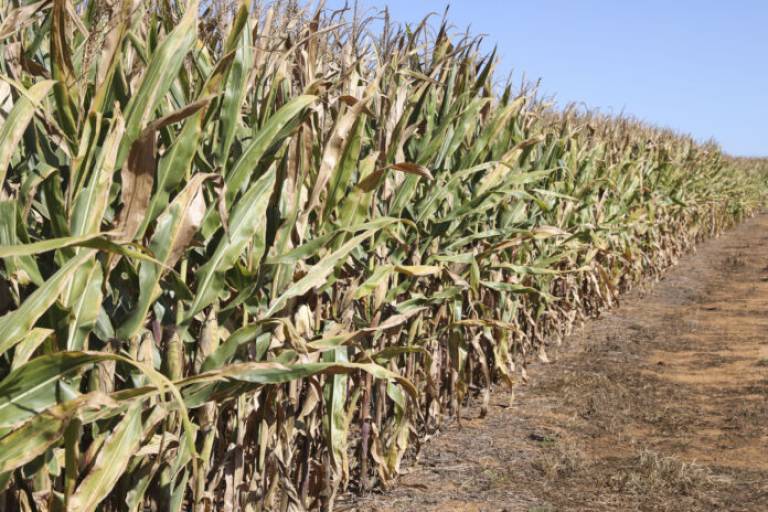 DF se destaca na produção de grãos e cereais e registra a maior safra da história