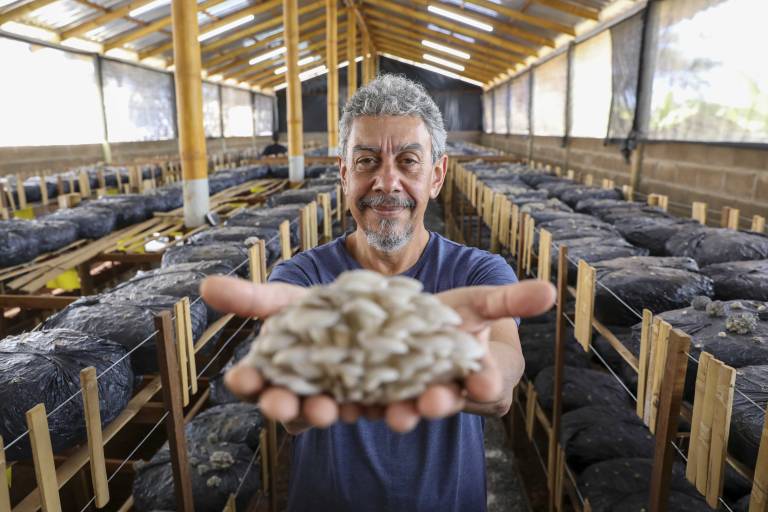 Produção de cogumelos cresce quase 50% no DF em um ano