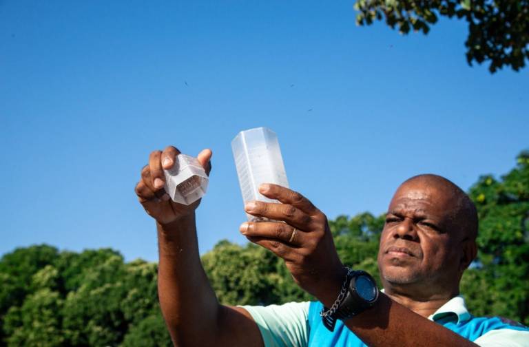 Goiás inicia no Entorno método Wolbachia para frear a dengue, zica e chikungunya