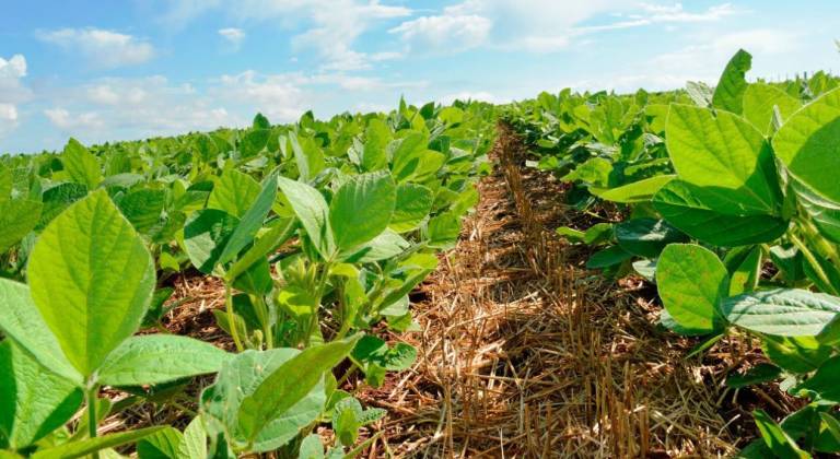 Entorno se destaca em exportações e reforça papel da região na balança comercial de Goiás