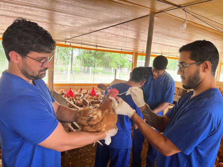 DF mantém status sanitário e está livre de influenza aviária e Doença de Newcastle