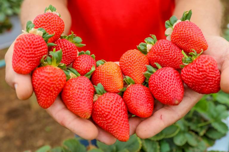 29ª edição da Festa do Morango reúne mais de 500 mil pessoas e movimenta R$ 55 milhões