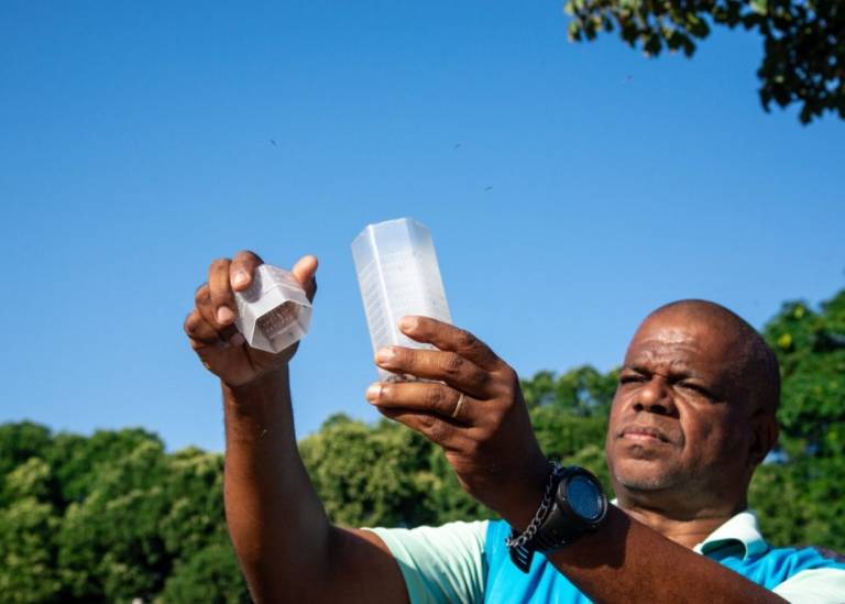 Valparaíso inicia soltura de mosquito com wolbachia no combate a dengue