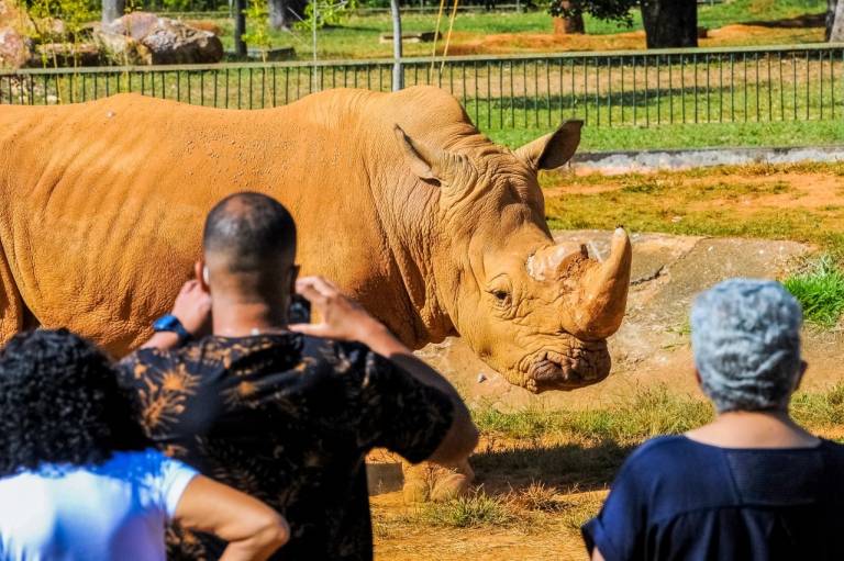 Esporte, cinema, arte, literatura e entretenimento: aproveite o domingo