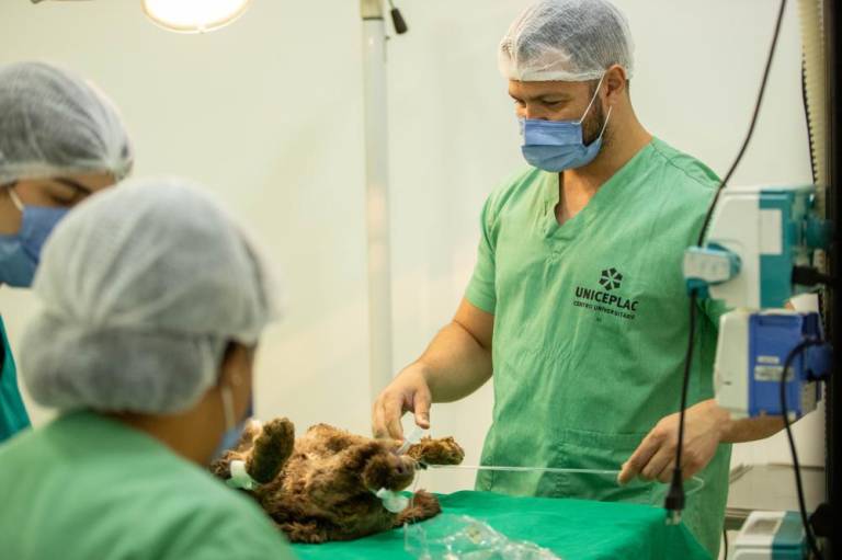 Prefeitura de Novo Gama e Uniceplac realizam nova etapa do projeto castra móvel em prol da saúde e bem-estar animal