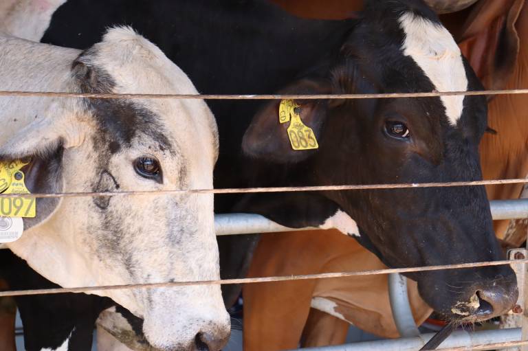 Governo de Goiás divulga resultado final do Programa de Melhoramento Genético Bovino