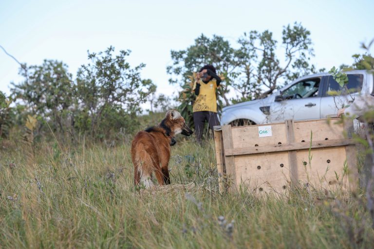 Brasília Ambiental: Ações de preservação e educação em favor do Cerrado marcam 2025
