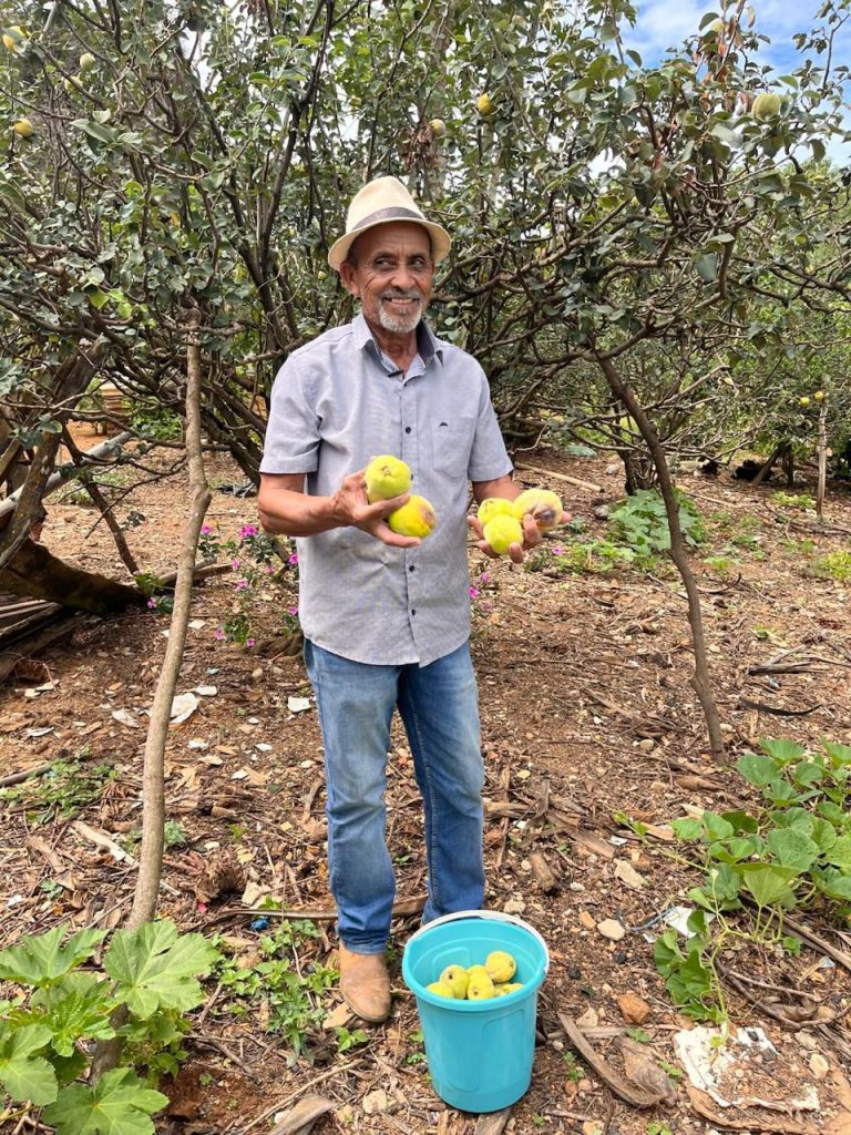 Cidade Ocidental celebra a colheita do marmelo no Quilombo Mesquita